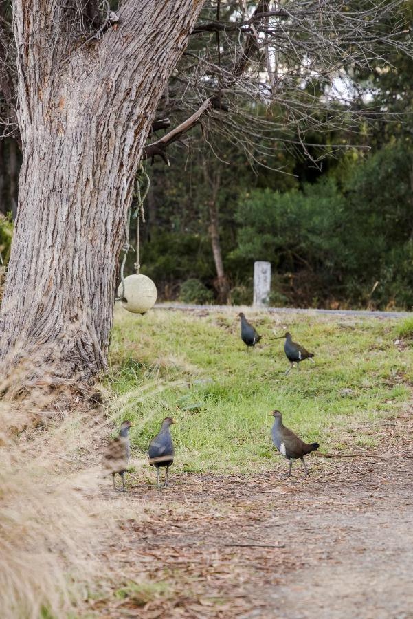 Lawrence Creek Cottage Bruny Island Simpsons Bay Экстерьер фото